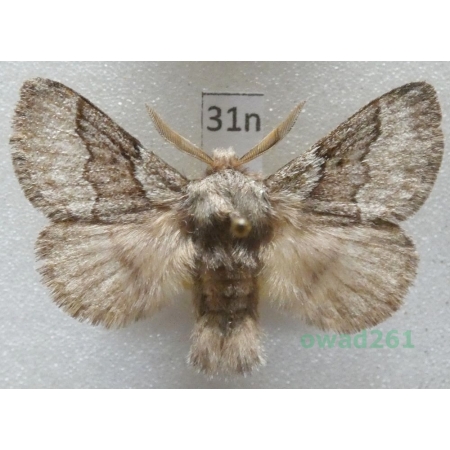 Trichiura crataegi (Linnaeus, 1758) male Czech31n